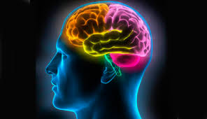 meta kinebiologie cerveau